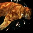 Dode kat! Dode kat!