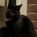 Vermiste kat Vermiste kat
