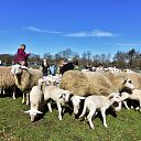 Gezellig druk bij de Lammetjesdag Schaapskooi Lemelerberg Gezellig druk bij de Lammetjesdag Schaapskooi Lemelerberg