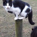 Poes zwart wit: al een week! Poes zwart wit: al een week!