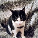 Wie mist zwart witte jonge kater Wie mist zwart witte jonge kater