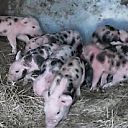 Maar liefst 10 biggen Maar liefst 10 biggen