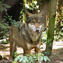 Wanneer kuiert de eerste Wolf bij “Het Boskamp” over het terras?