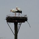 Ook ooievaars in Oudleusen. Ook ooievaars in Oudleusen.