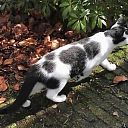 Zwart-witte kater vermist Hoonhorst Zwart-witte kater vermist Hoonhorst