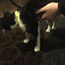 Zwart witte kat aan komen lopen Zwart witte kat aan komen lopen