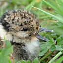 Cursus weidevogelbescherming (gratis) Cursus weidevogelbescherming (gratis)