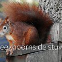 Allemaal eekhoorns uut Oldleusen