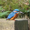 Altijd weer prachtig een ijsvogel