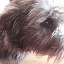 Gevonden hond al weer terecht Gevonden hond al weer terecht