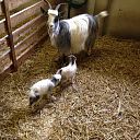 Weer twee geitjes geboren op de Lindehoeve