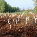 Bij Hoonhorst nieuw bosperceel ingeplant