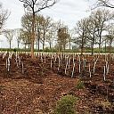 Van naaldbos naar loofbos Van naaldbos naar loofbos