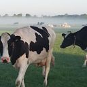 Gistermorgen koeien weiland Gistermorgen koeien weiland