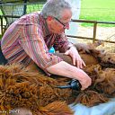 Alpaca’s zijn hun jas weer kwijt. Alpaca’s zijn hun jas weer kwijt.