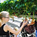 Opendag Tuinderij Ernie van der Kolk. Opendag Tuinderij Ernie van der Kolk.