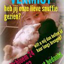 Vermist konijn wit met grijs Vermist konijn wit met grijs