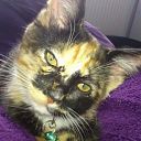 Weer een poes aan de………………………….. Weer een poes aan de…………………………..