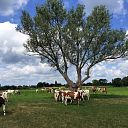 Zomers plaatje Zomers plaatje