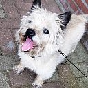 Hondje gevonden Hondje gevonden
