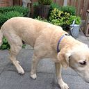 Hond gevonden en weer thuis Hond gevonden en weer thuis