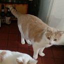 Poes vermist