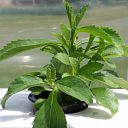 Stevia plantje voor het eerst geteeld in Nederland Stevia plantje voor het eerst geteeld in Nederland