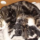 Wie heeft onze poes gezien?