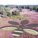 Winnende bij-bloem op de Lemelerberg te zien Winnende bij-bloem op de Lemelerberg te zien