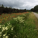 Bloemenweelde aan de Tibbensteeg Bloemenweelde aan de Tibbensteeg