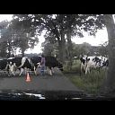 Oversteakende koei,n bie de keezeboerderieje.