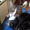 Kat Sara vermist en weer thuis