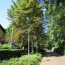 Kastanjebomen bij Leemcule en Kastanjelaan ziek? Kastanjebomen bij Leemcule en Kastanjelaan ziek?