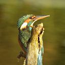 Vogel bij huize Den Berg