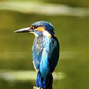 Nog een paar, w.o. de ijsvogel