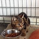 Kitten gevonden Dalfsen