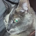 Kat vermist Kat vermist