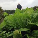 Natuurboerderij oogst ook “vergeten groente” Natuurboerderij oogst ook “vergeten groente”