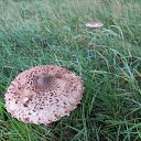 Na al die regen komen de paddenstoelen Na al die regen komen de paddenstoelen