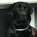 Hond weggelopen en terug