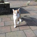 Van wie is deze poes?? Ook weer opgelost Van wie is deze poes?? Ook weer opgelost