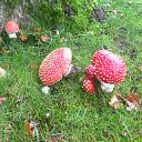 Rood met witte stippen Rood met witte stippen