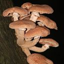 Mooi paddenstoelen