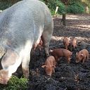Panhof weer volop in de biggen Panhof weer volop in de biggen