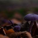 Op Landgoed De Horte is het nu genieten van de herfst