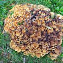 Paddenstoelen legio Paddenstoelen legio
