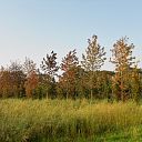 Nazomeren en herfst te gelijk Nazomeren en herfst te gelijk