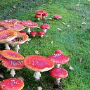 Rood met witte stippen