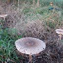 De natuur met herfst en lente