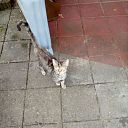 Reactie op de kat Reactie op de kat